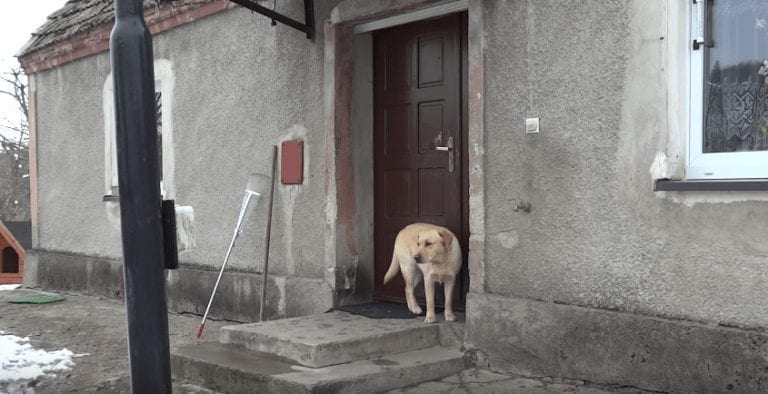 Cuando este perro ve que la puerta está cerrada, sabe perfectamente lo que debe hacer