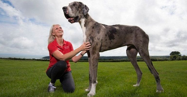 Querían un perro grande, pero la mascota que tienen supera con creces esa palabra