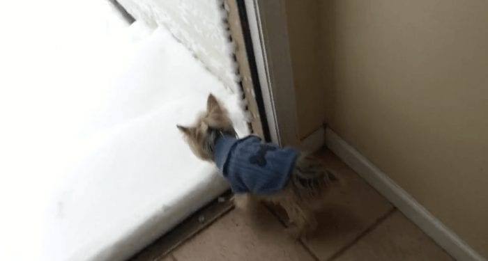perro nieve primera vez