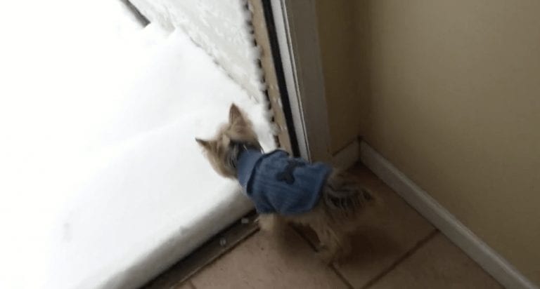 La reacción de este perro cuando ve la nieve por primera vez… no es la que te esperas