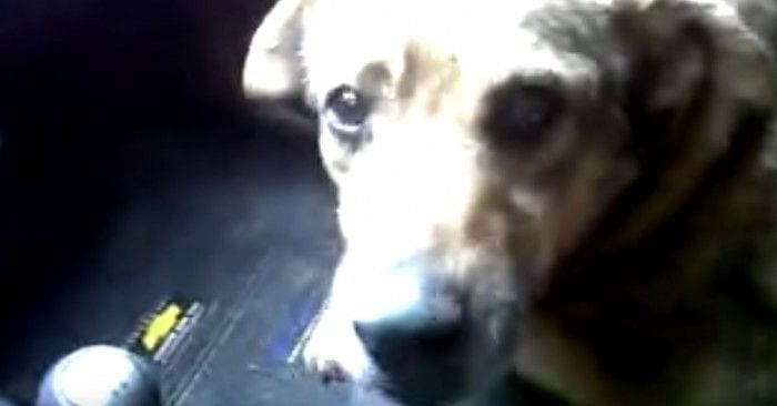 perro perdido hablando