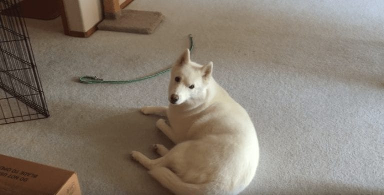 No te pierdas la reacción de este husky cuando su humano toca el saxofón
