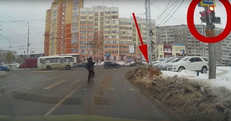 Un perro le da una lección de educación vial a una mujer que cruza con el semáforo en rojo