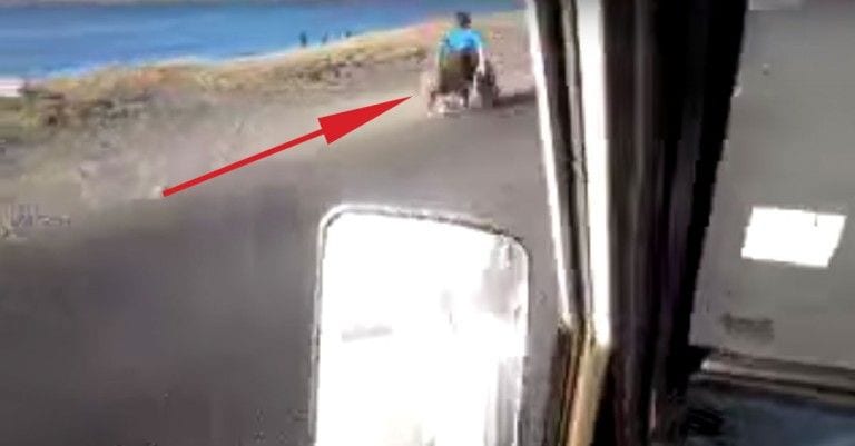 Un perro empuja la silla de ruedas de su humana para dar un paseo juntos