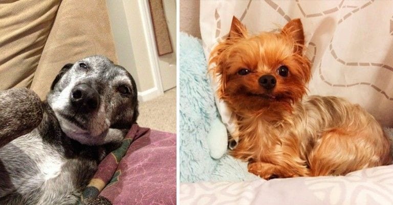 23 perros recién levantados que te recordarán a cada una de tus mañanas