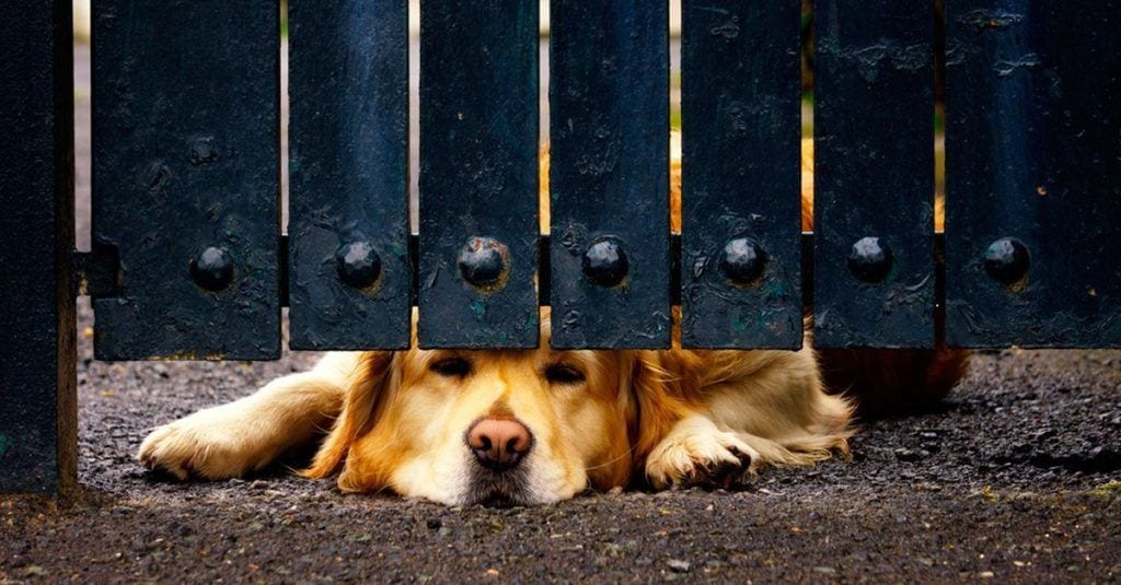 perros ventanas vallas