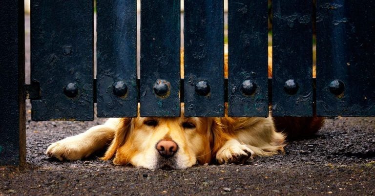 Su perro y el de su vecino no dejaban de buscarse a través de una valla, así que hizo algo genial