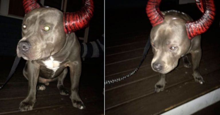 Un pit bull llora porque los niños no quieren acercarse a él en Halloween, pero luego todo cambia