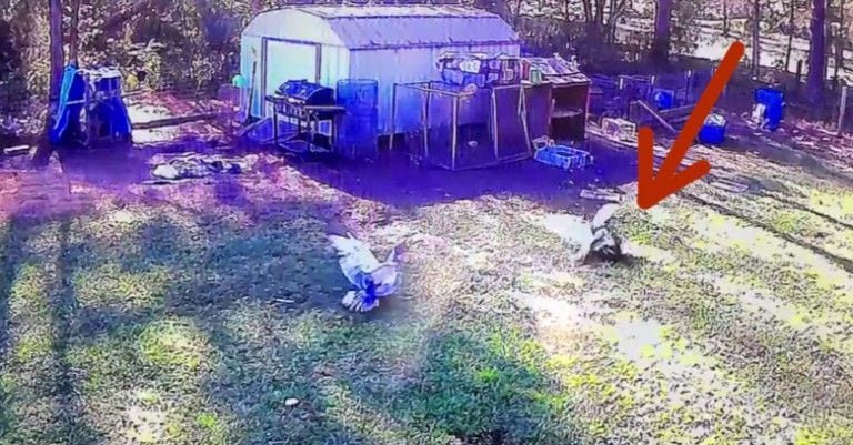 Un pato salva a un pollo de ser comido por un halcón