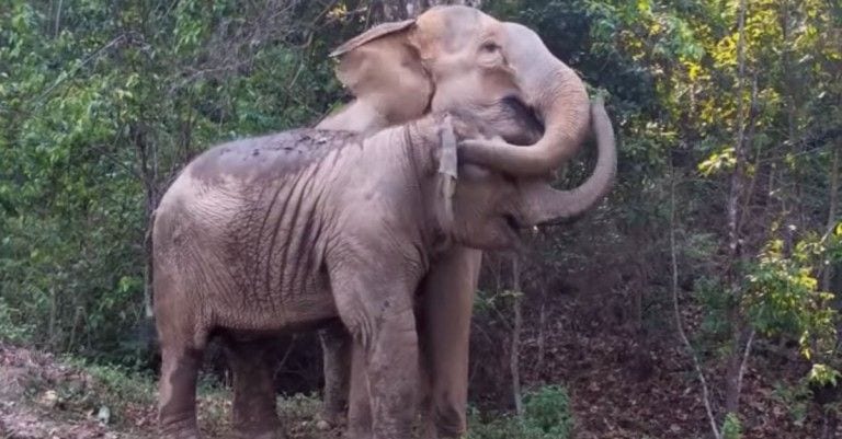 No te pierdas el reencuentro entre una elefanta y su cría después de 3 años separadas