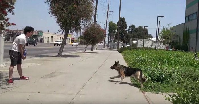 rescate pastor aleman