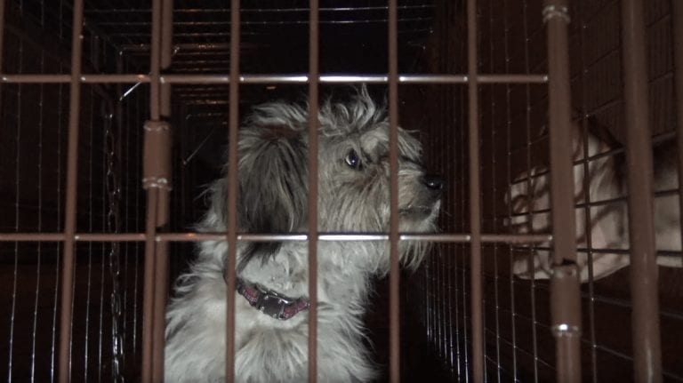 El rescate de este perro supuso horas de paciencia para enmendar el mal que algunos habían hecho