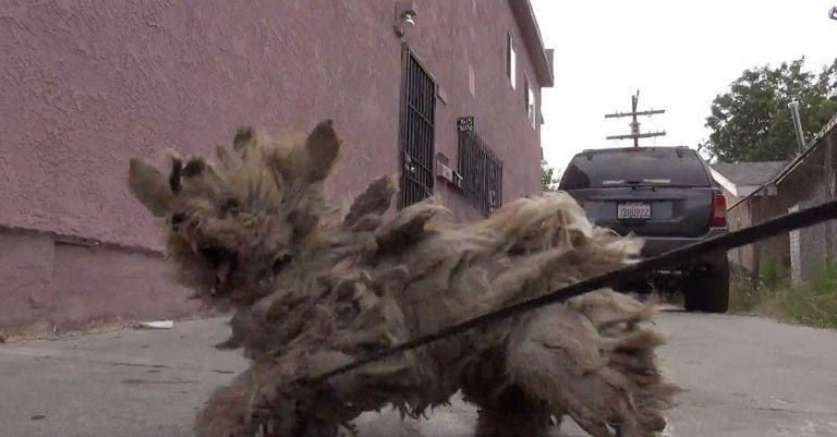 Cuando lo encontraron no parecía un perro, pero su transformación no fue solo física