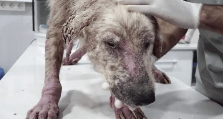La extrema transformación de un perro con sarna después de ser rescatado