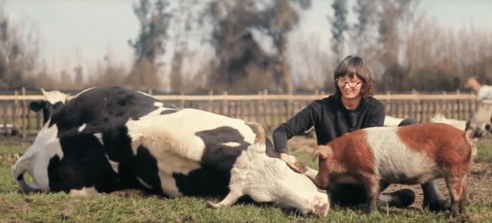 toro cerdo salvados3