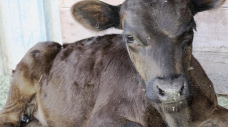 Este ternero quedó huérfano al nacer y ahora vive feliz en una granja de animales rescatados