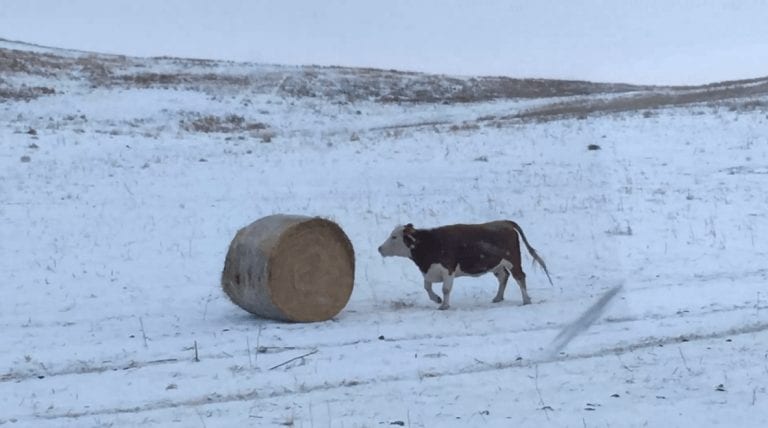 Cada vez que esta vaca ve un fardo de heno, se convierte en el animal más feliz del mundo