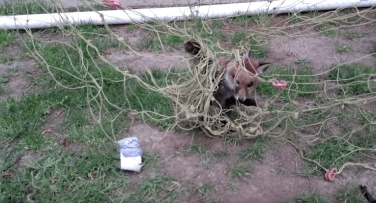 Rescate de un zorro a punto de morir ahogado entre las redes de una portería de fútbol