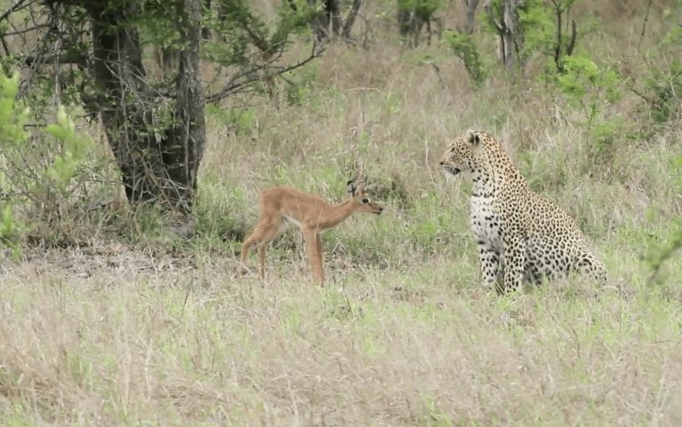 Un ciervo se acerca a un leopardo y lo que ocurre no es lo que todos hubiéramos imaginado