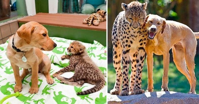 animales creciendo juntos dest