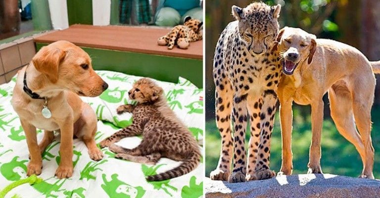 20 imágenes del antes y después de animales que han crecido juntos