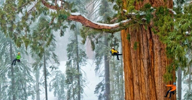 Este árbol de 3.200 años nunca había sido capturado en una sola fotografía