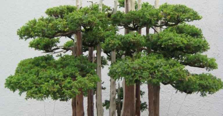 15 bosques de bonsais que son auténticas obras de arte en miniatura