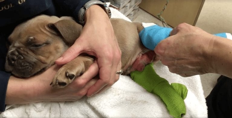 Nació con un problema que le impedía andar, pero este adorable bulldog no pensó nunca en rendirse