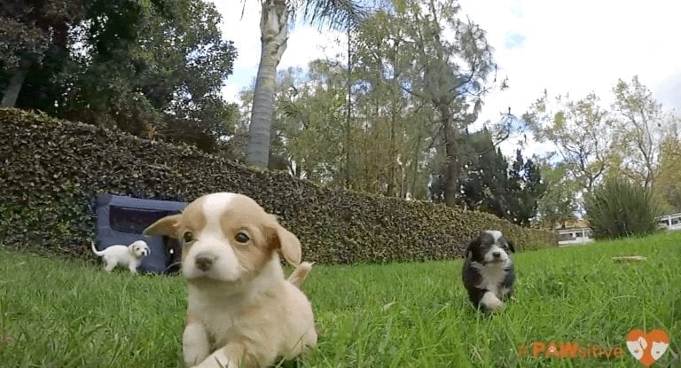 Cinco cachorros pisan la hierba por primera vez en un vídeo encantador