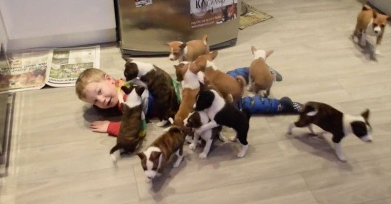 Endulza tu día con este vídeo de 16 cachorros jugando con un niño de 4 años