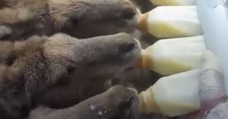 Cuando alguien te pregunte por la definición de adorable, vas a hablarle de este vídeo
