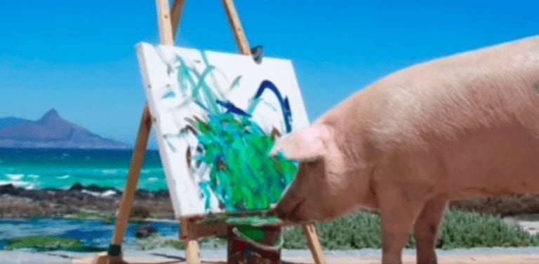 Pigcasso, el cerdo que calma su ansiedad pintando