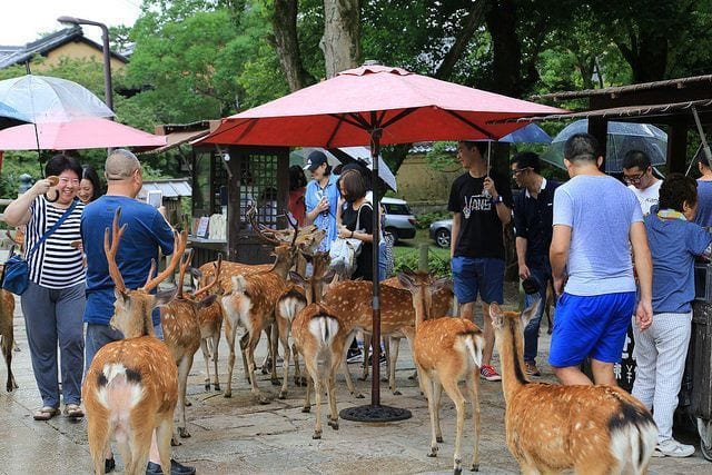 ciudad ciervos japon8