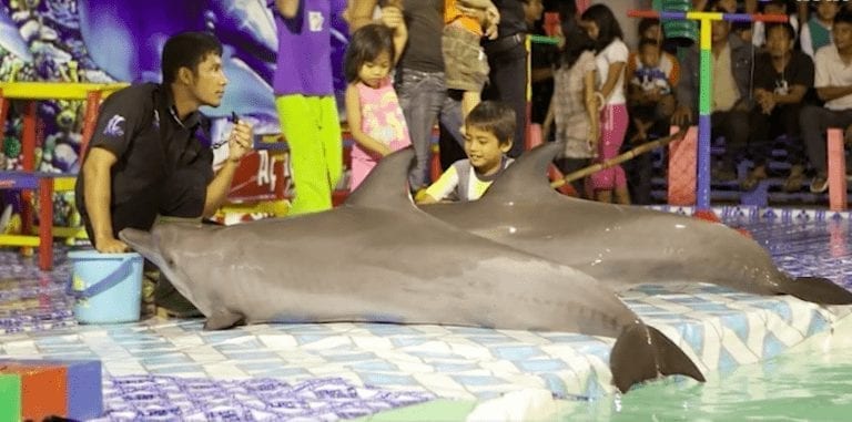 ¿Delfines saltando a través de arcos de fuego? No volverás a pisar un parque acuático