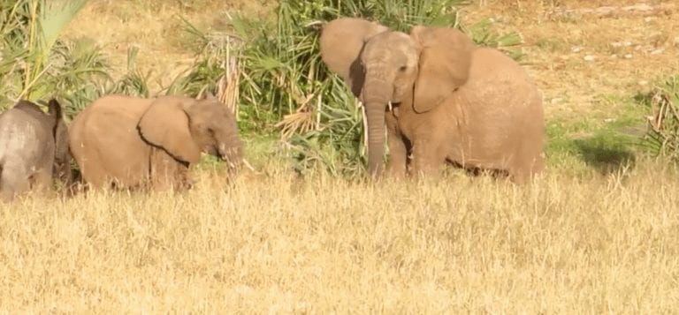 El rescate de un elefante bebé y el reencuentro con su madre harán que se te salte una lagrimilla