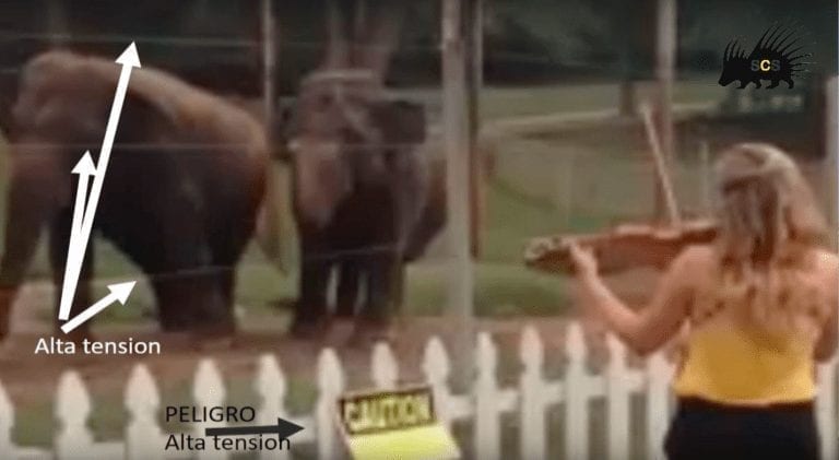 La verdad detrás del video de los elefantes «bailando» mientras una mujer toca el violín