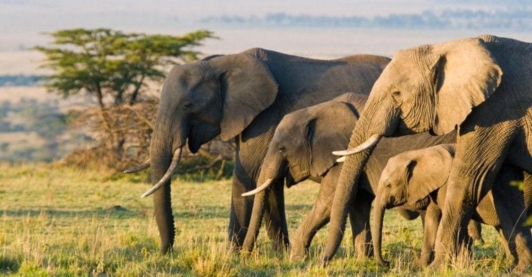 Los elefantes africanos empiezan a nacer sin colmillos por culpa del ser humano