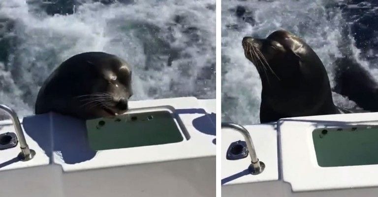 Un león marino salta sobre una lancha para pedir lo que es suyo