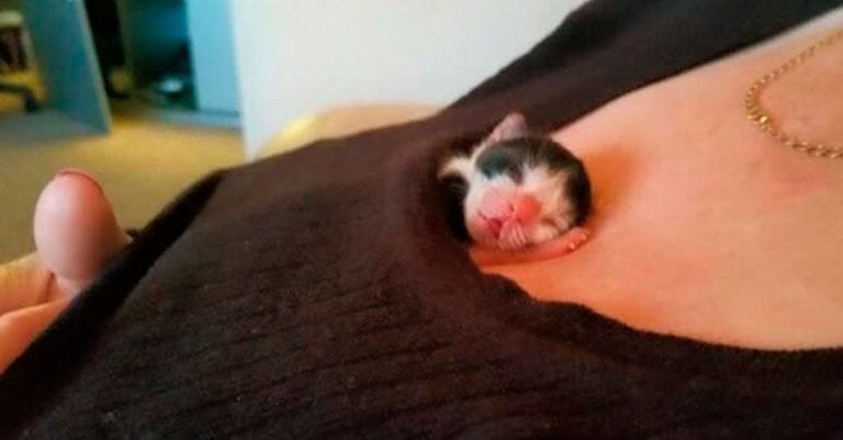 Una gata prematura rechazada por su madre se enfrenta a la muerte y da una lección de superación
