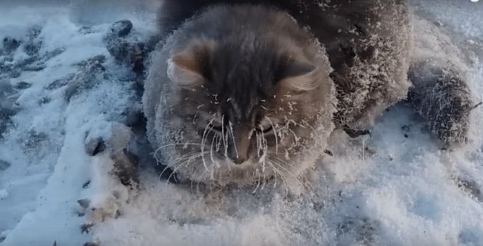 gato congelado 2
