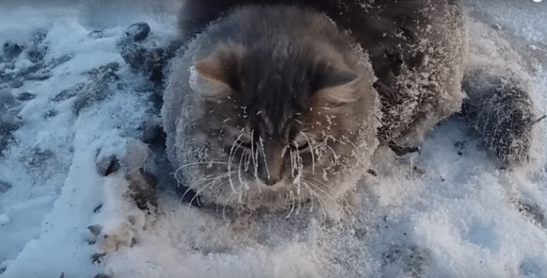 Rescate de un gato que estaba a punto de morir congelado en la calle