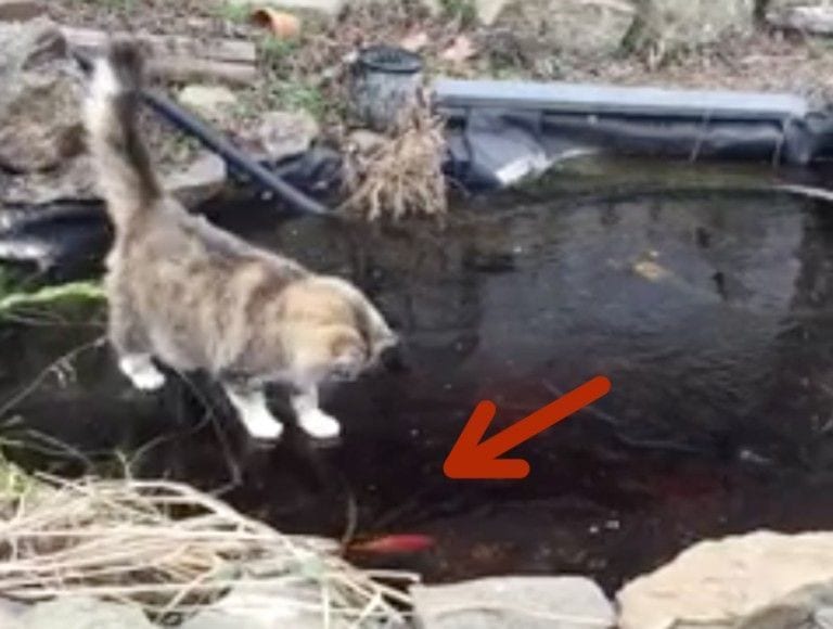 Este gato descubre el poder del agua congelada y los secretos que esconde, su reacción es de lo más divertida
