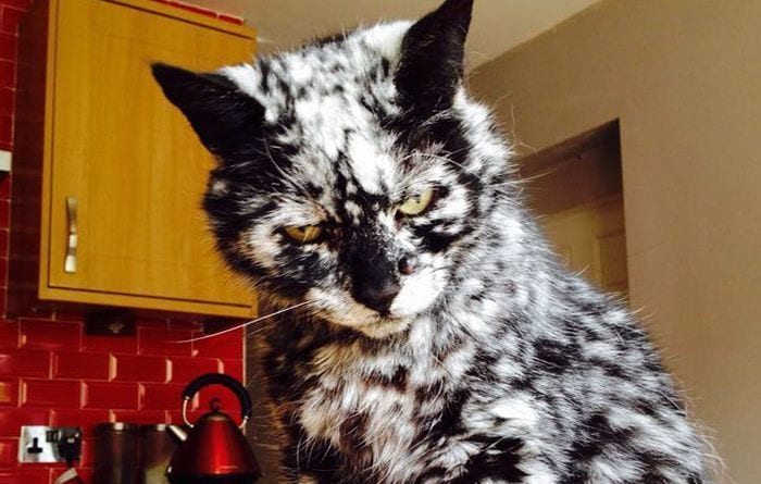 Aunque no fue así siempre, este es el gato con el pelaje más extraño que has visto nunca