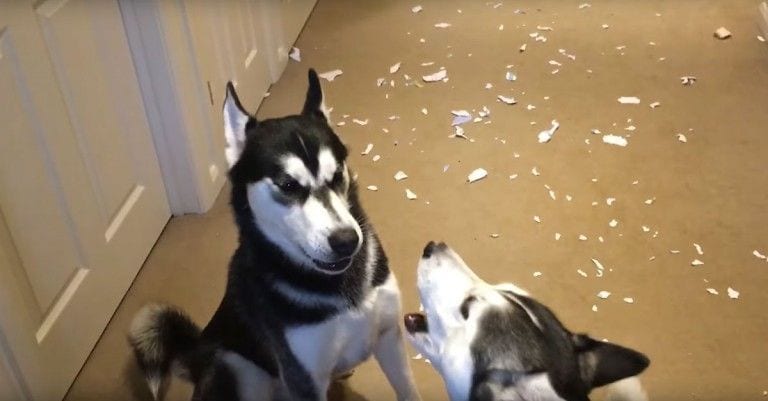Intenta aguantar la risa al ver a estos dos huskies echándose la culpa el uno al otro