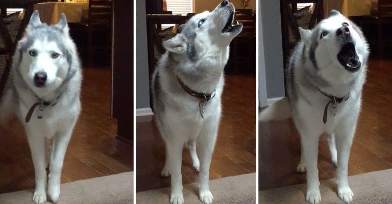 ¿Cual dirías que es el talento de este husky? Una pista, podría amenizar las fiestas navideñas