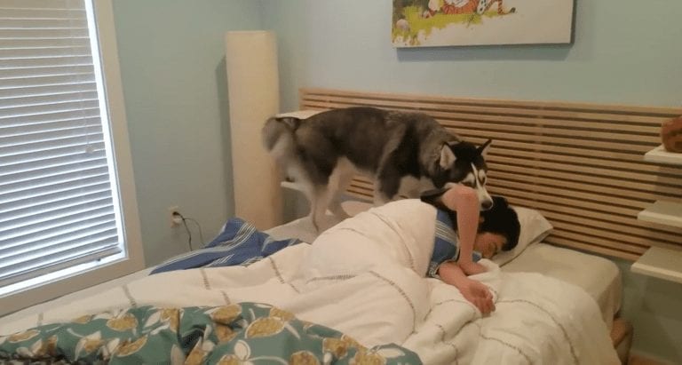 Este husky intenta despertar a su humano y fracasa de la manera más divertida