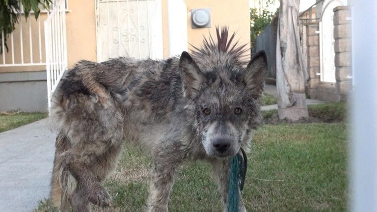 Pensaban que se trataba del rescate de un lobo pero era un precioso mestizo abandonado