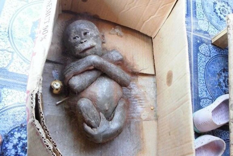 Encuentran a un bebé orangután aparentemente momificado y descubren que aún seguía vivo