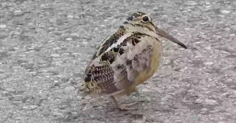 Este pájaro tiene una asombrosa habilidad que va a hacer que te partas de risa