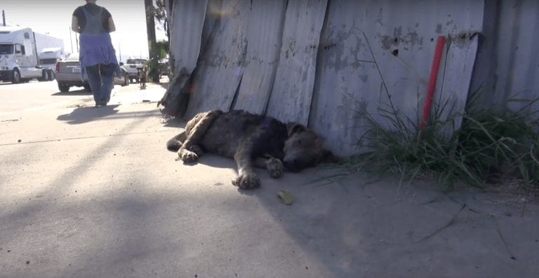 Cómo el cariño puede transformar a un perro callejero por dentro y por fuera